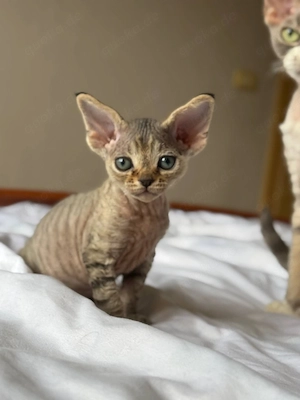 Devon Rex-Kätzchen (männlich und weiblich)