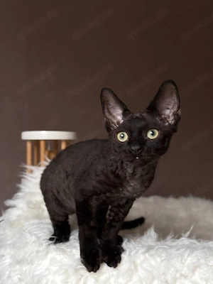 Männlich und weiblich Devon Rex-Kätzchen 