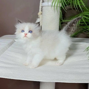 Bezaubernde Ragdoll-Kätzchen