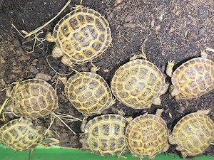 Russische Landschildkröten  Nz 2025