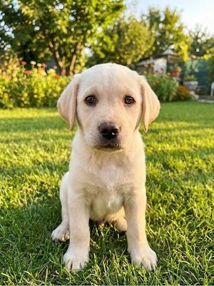 Labrador Welpen   Rüde & Hündin, geimpft, gechipt, entwurmt, EU-Papiere