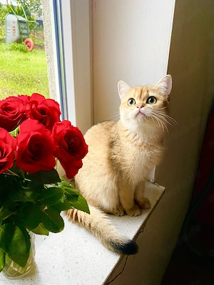 Reinrassige BKH Katze mit Champion Titel 