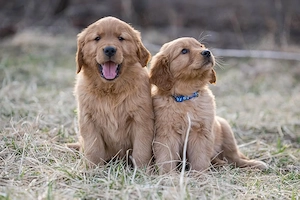 Wunderschöne reinrassige Golden-Retriever-Welpen