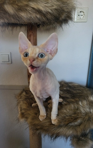 Devon Rex Kater