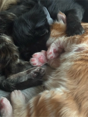 Maine Coon Kitten aus liebevoller Familie