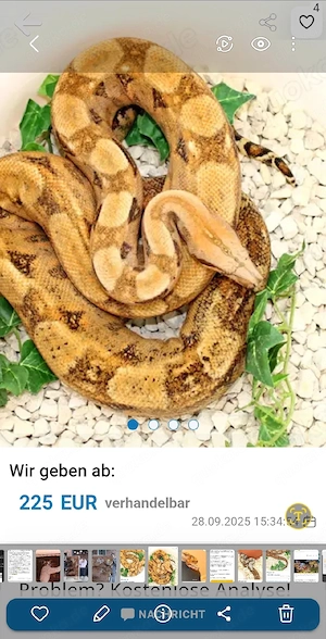 Boa Constrictor Imperator inkl. Terrarium