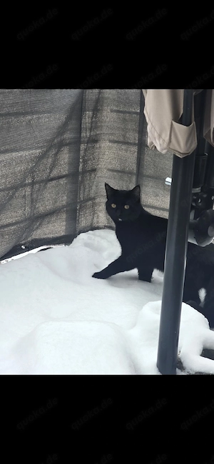 BKH   Maine Coon Mix