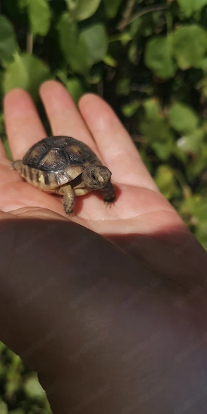 testudo marginata 2022 und 2025