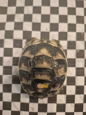 kleine Schildkröten abzugeben