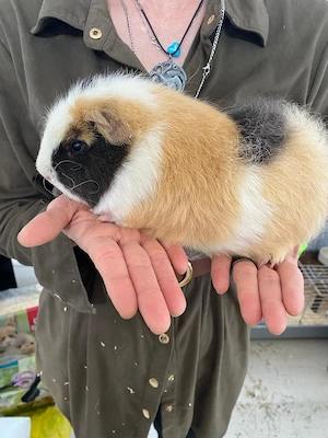 Meerschweinchen,  Cuy Riesenmeerschweinchen, 2 Jungs