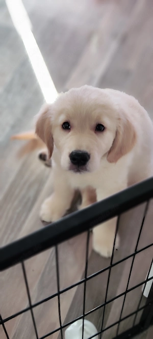 Golden Retriever Welpen Rüden suchen ab sofort 