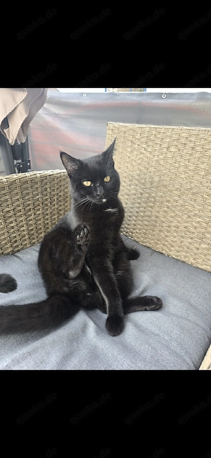 BKH Maine Coone mix Kater