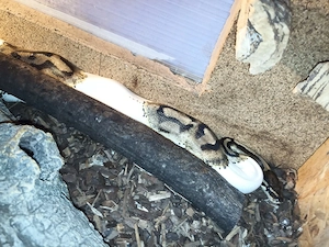 ich verkaufe 2 Königspython 