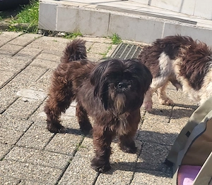 Shih Tzu Hündin