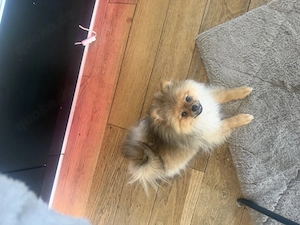 Pomeranian 