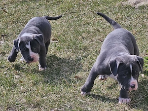 American bully rüden 