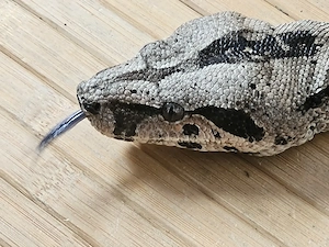 Boa constrictor imperator