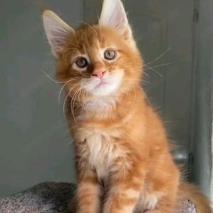 Männliche und weibliche Maine-Coon-Kätzchen