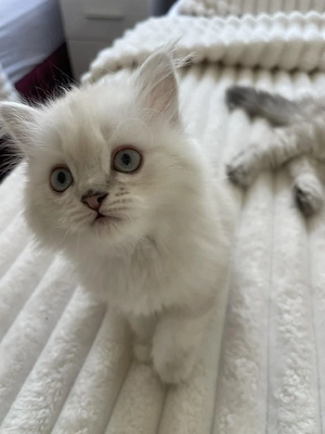 Wunderschöne flauschige BKH Katze sucht ein liebevolles Zuhause   