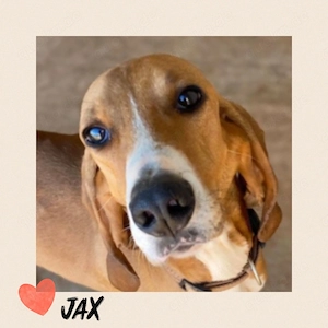 JAX sucht Familienanschluß