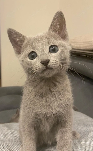 Russisch Blau Kitten 