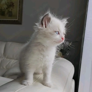 Bezaubernde Ragdoll-Kätzchen