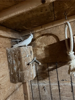 1 Paar Nymphensittiche abzugeben in weiß