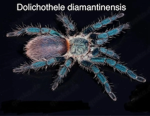 Biete Vogelspinnen für Börse Ulm