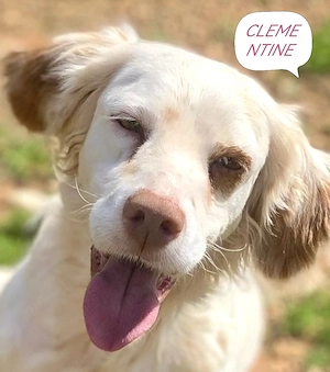 Zauberhafte CLEMENTINE sucht Familienanschluß