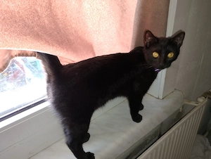 Zuhause gesucht mit Freigang.