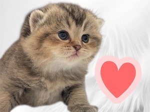 BKH golden tabby, black golden tabby 