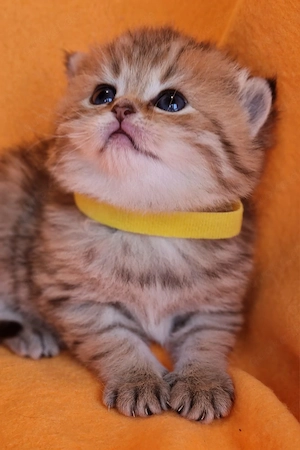 Bkh Kitten mit Stammbaum 