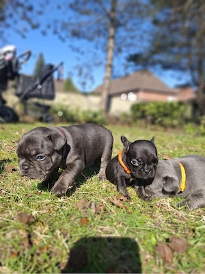 französische Bulldoggen Welpen