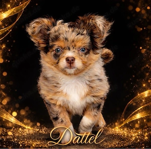 kleine Maus sucht Schloss