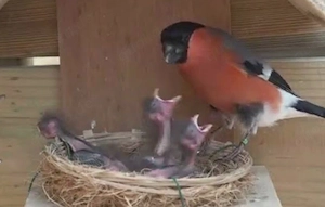 Dompfaff Hahn zu verk.