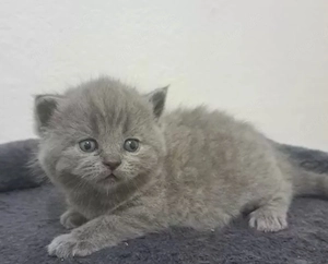 Zuckersüße BKH Kitten Reinrassig bestens sozialisiert & kinderlieb