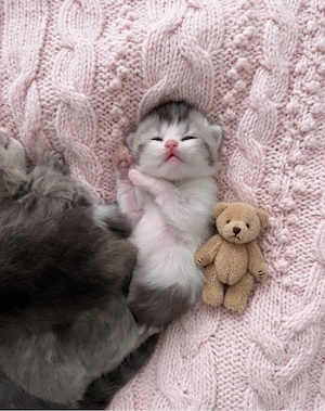 Zuckersüsse Reinrassige Bkh Kitten