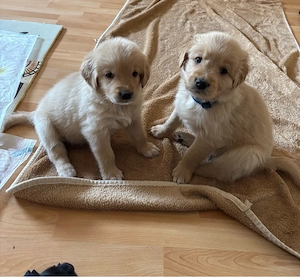 Goldendoodle Welpen suchen wundervolles Zuhause 