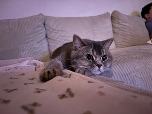 Süßer Kater sucht ein neues Zuhause 