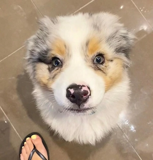 Australischer Schäferhundwelpe Tierärztlich untersucht & alle Impfungen auf dem neuesten Stand 