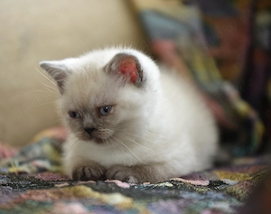 Reinrassige BKH-Kitten - Weibchen Kurzhaar, seamese (geimpft, gechippt, Gesundheitszeugnis) 