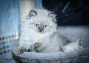 Reinrassige BKH-Kitten - Weibchen, color-pointet (optional: geimpft, gechippt, Gesundheitszeugnis