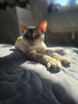 Snow Bengal Katze  Bild 3