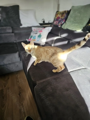 Snow Bengal Katze  Bild 4