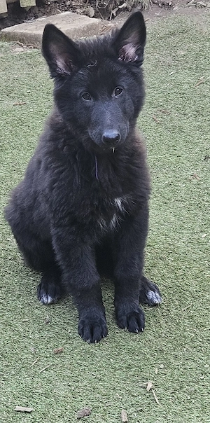 Reinrassige Groenendael Welpen 