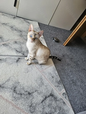 Snow Bengal Katze  Bild 2