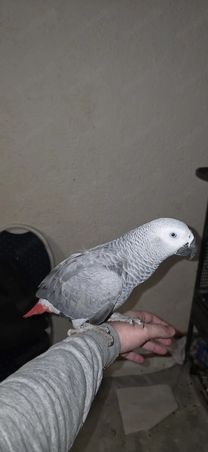 graupapagei 