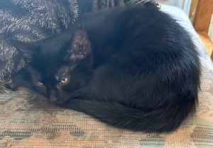 1 Kleine schwarze Katze  sucht noch ein neues Zuhause 