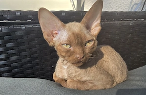 Devon Rex Kitten