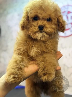 Mini Cockapoo Welpen
